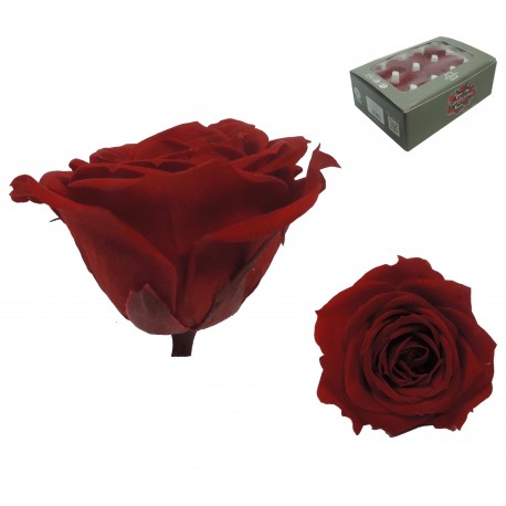 Rosa Roja Mini 12 uds Preservada