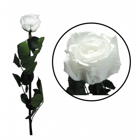 Rosa 55 cm Blanca Preservada