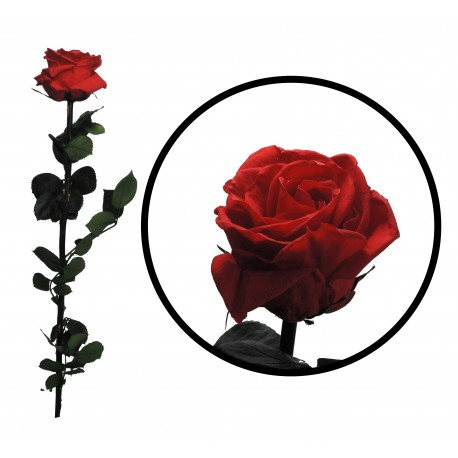 Rosa 55 cm Roja Preservada