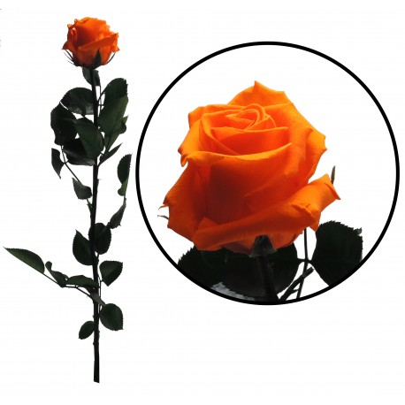Rosa 55 cm Naranja Preservada