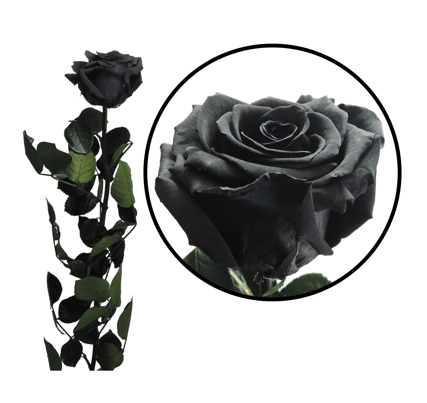 Rosa Preservada 55 cm Negra en caja de acetato