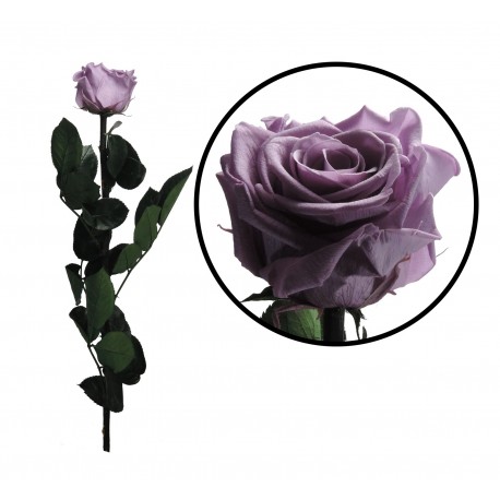 Rosa 55 cm Lila Preservada