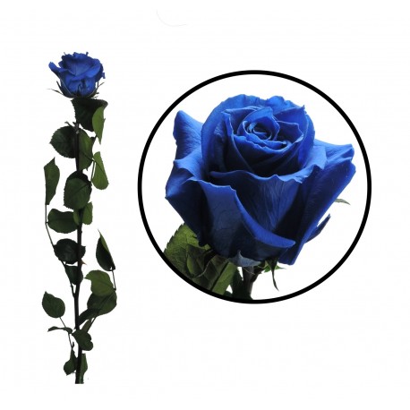 Rosa 55 cm Azul Preservada