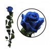Rosa 55 cm Azul Preservada