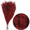 Brooms 200 grs Rojo 59 cm