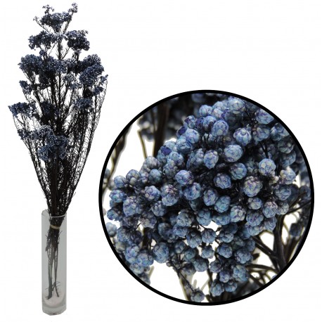 Rice Flower Azul Preservada