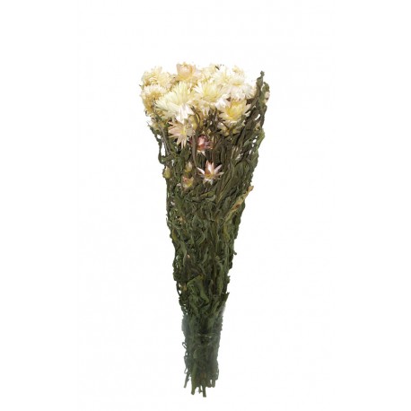 Helichrysum Preservado Natural 100 grs ↨47cm x 14cm