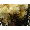 Helichrysum Preservado Natural 100 grs ↨47cm x 14cm