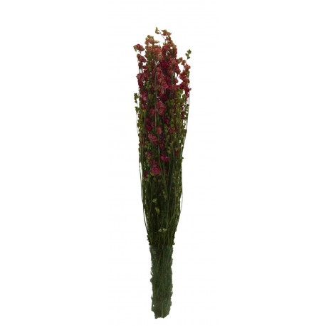 Delphinium Preservado Rosa 129 grs ↨72cm x 12cm