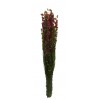 Delphinium Preservado Rosa 129 grs ↨72cm x 12cm