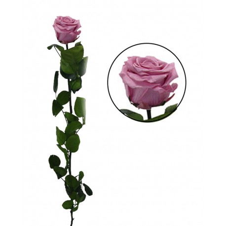 Rosa 55 cm Rosa Cerezo Preservada en caja de acetato