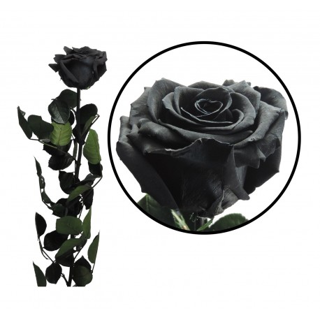 Rosa 55 cm Negra Preservada