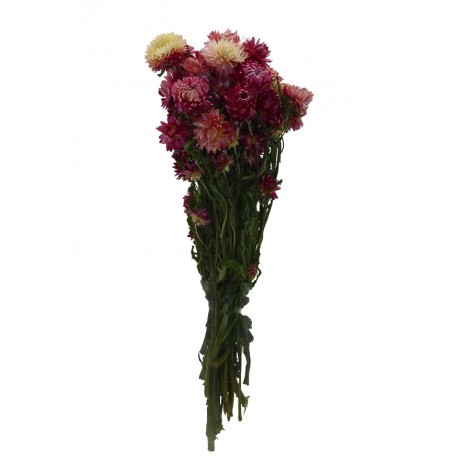 Helichrysum Preservado Rosa 100 grs ↨42cm x 16cm