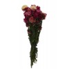 Helichrysum Preservado Rosa 100 grs ↨42cm x 16cm