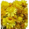 Helichrysum Preservado Amarillo 100 grs ↨44cm x 17cm