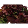 Hortensia Bicolor Verde/Rojo Preservada
