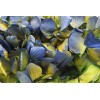 Hortensia Bicolor Verde/Azul Preservada