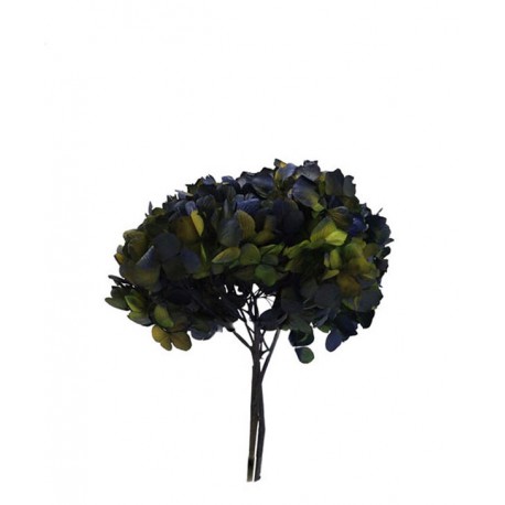 Hortensia Bicolor Verde/Azul Preservada
