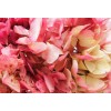 Hortensia Bicolor Beige/Rosa Preservada