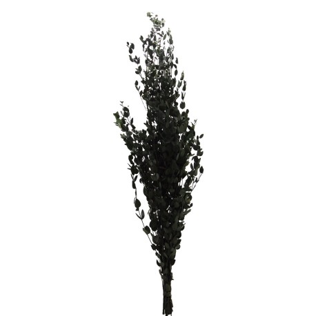Parvifolia Preservada ↨85xØ13cm Verde
