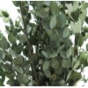 Parvifolia Preservada ↨85xØ13cm Verde