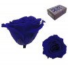 Rosa Azul oscuro Mini 12 uds Preservada