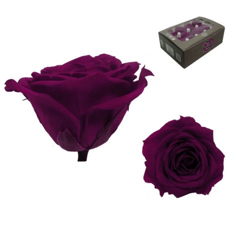 Rosa Púrpura Mini 12 uds Preservada