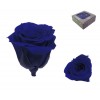 Rosa Azul oscuro ExtraMini 16 uds Preservada