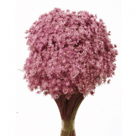 Marcela Preservada rosa 55 grs ↨37cm x 10cm