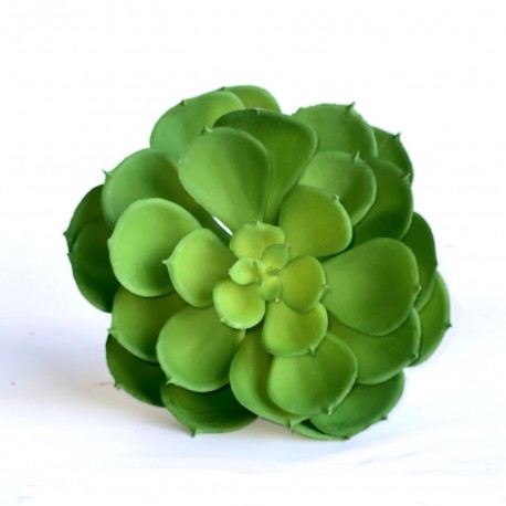 Planta grasa echeveria